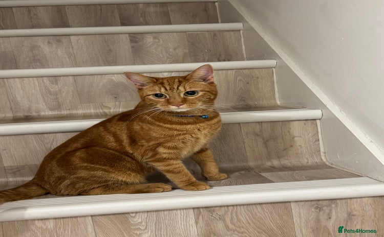Domestic Shorthair cats - Advert 9