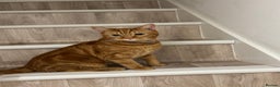 Domestic Shorthair cats for sale: Ginge male cat 2 years old  - Advert 1