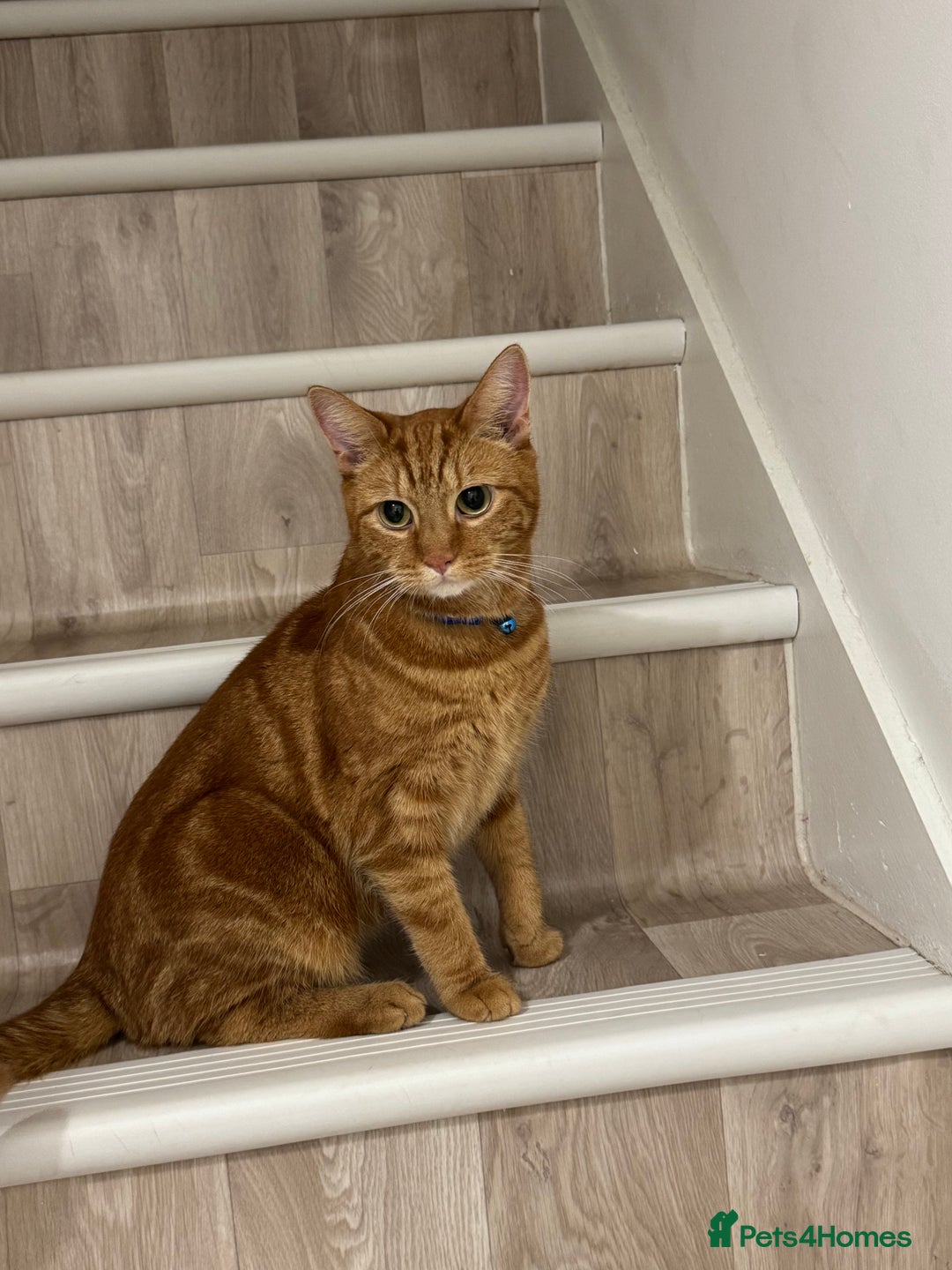 Domestic Shorthair cats for sale: Ginge male cat 2 years old  - Image 1