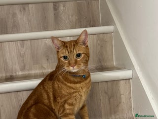 Domestic Shorthair cats - Advert 31