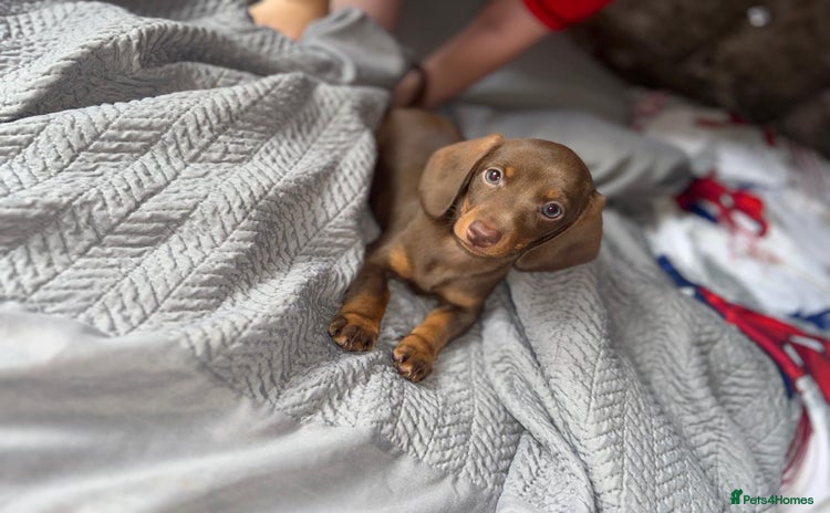 Dachshund dogs - Advert 6