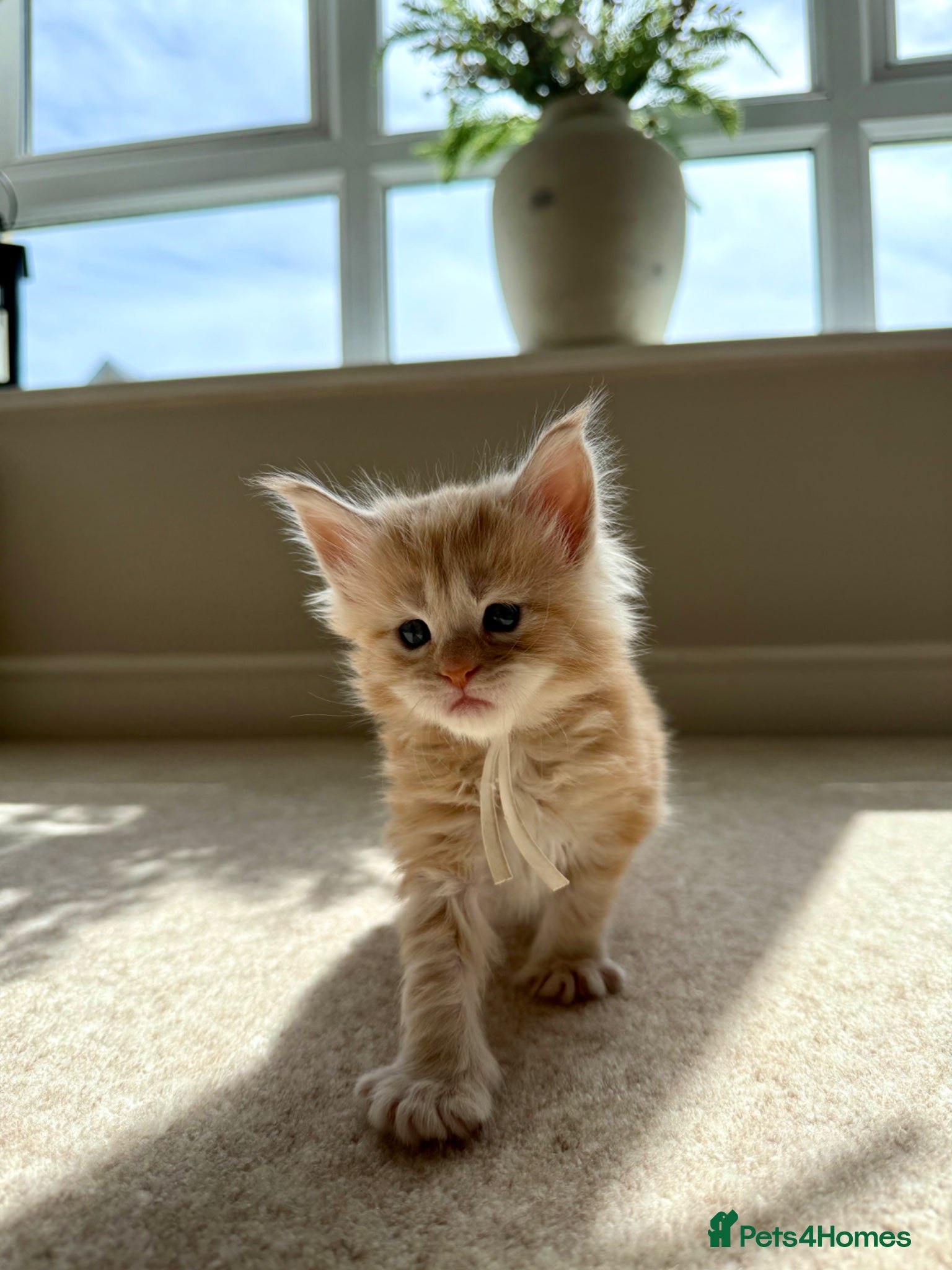 Maine Coon cats TICA Registered Red Maine coons  - Advert 6