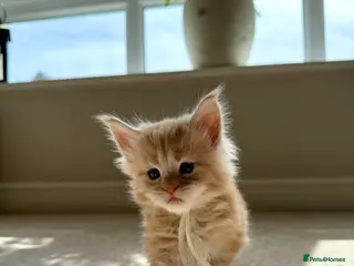 Maine Coon cats TICA Registered Red Maine coons - Advert 18