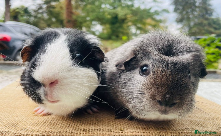 Guinea Pig rodents - Advert 6