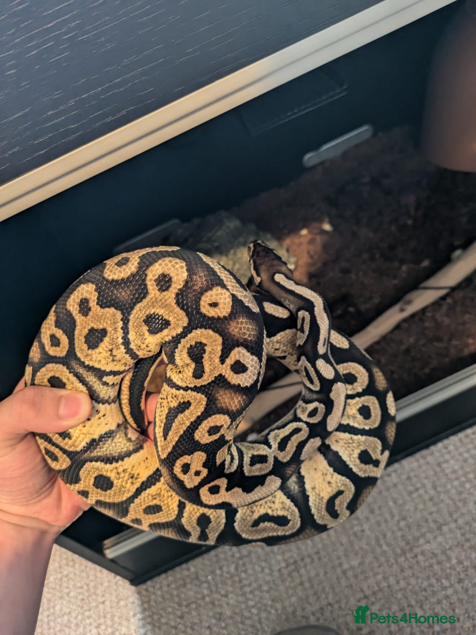 Python Snake reptiles Ball python  - Advert 1