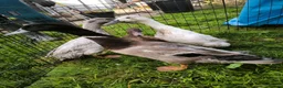 Ducks poultry for sale: Indian Runner X Khaki Campbell  - Advert 4