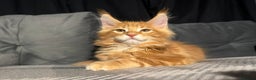 Maine Coon cats for sale: 5 Stunning GCCF Maine Coon Kittens  - Advert 10