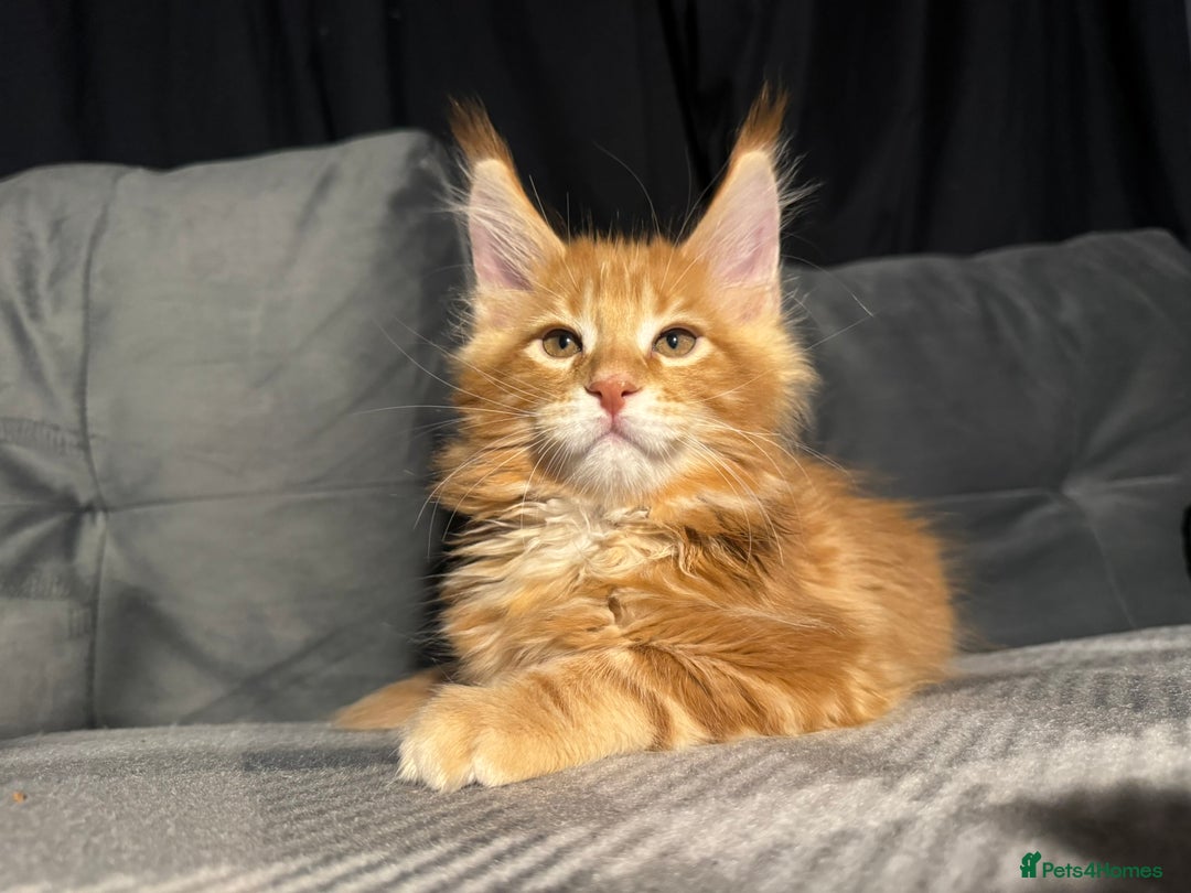 Maine Coon cats for sale: 5 Stunning GCCF Maine Coon Kittens  - Advert 10
