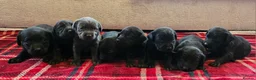 Labrador Retriever dogs for sale: 8 BEAUTIFUL KCREG LABRADORS. HEALTH TESTED PARENTS - Advert 1