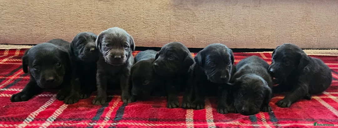 Labrador Retriever dogs for sale: 8 BEAUTIFUL KCREG LABRADORS. HEALTH TESTED PARENTS - Advert 1