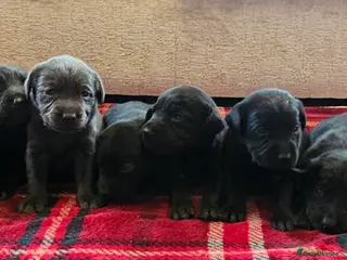 Labrador Retriever dogs 8 BEAUTIFUL KCREG LABRADORS. HEALTH TESTED PARENTS - Advert 1