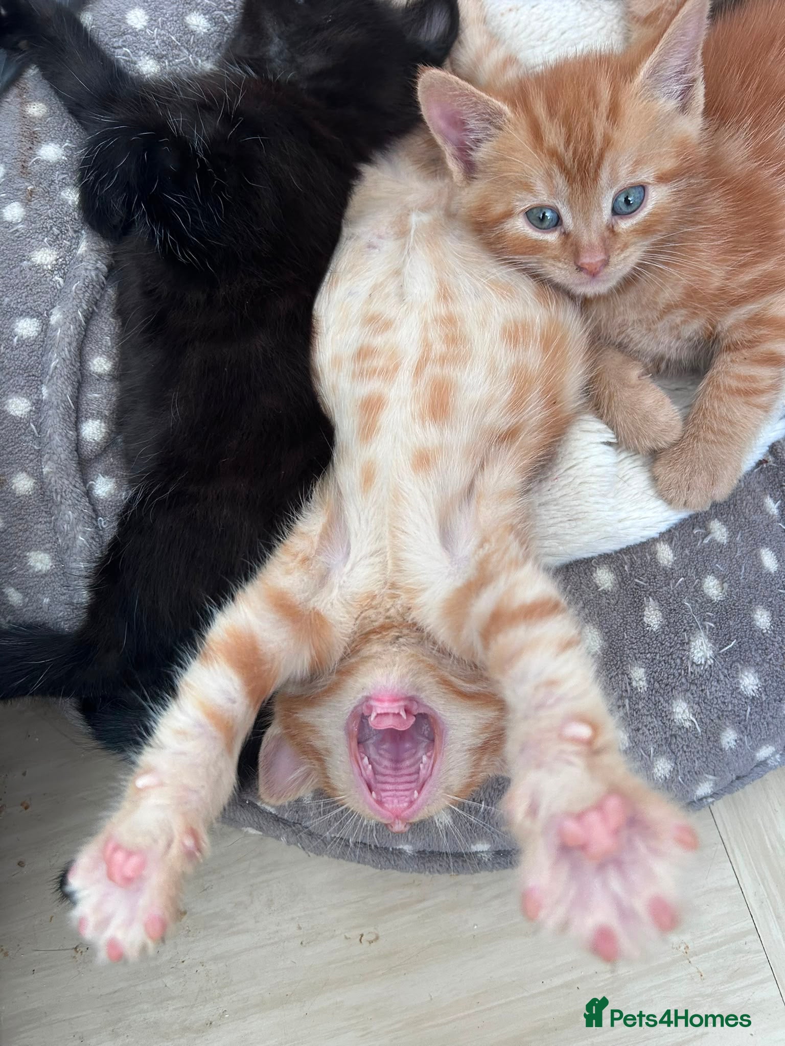 Mixed Breed cats Tortishell queen has had beautiful babies - Advert 4