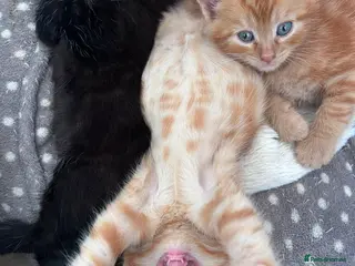 Mixed Breed cats Tortishell queen has had beautiful babies - Advert 4