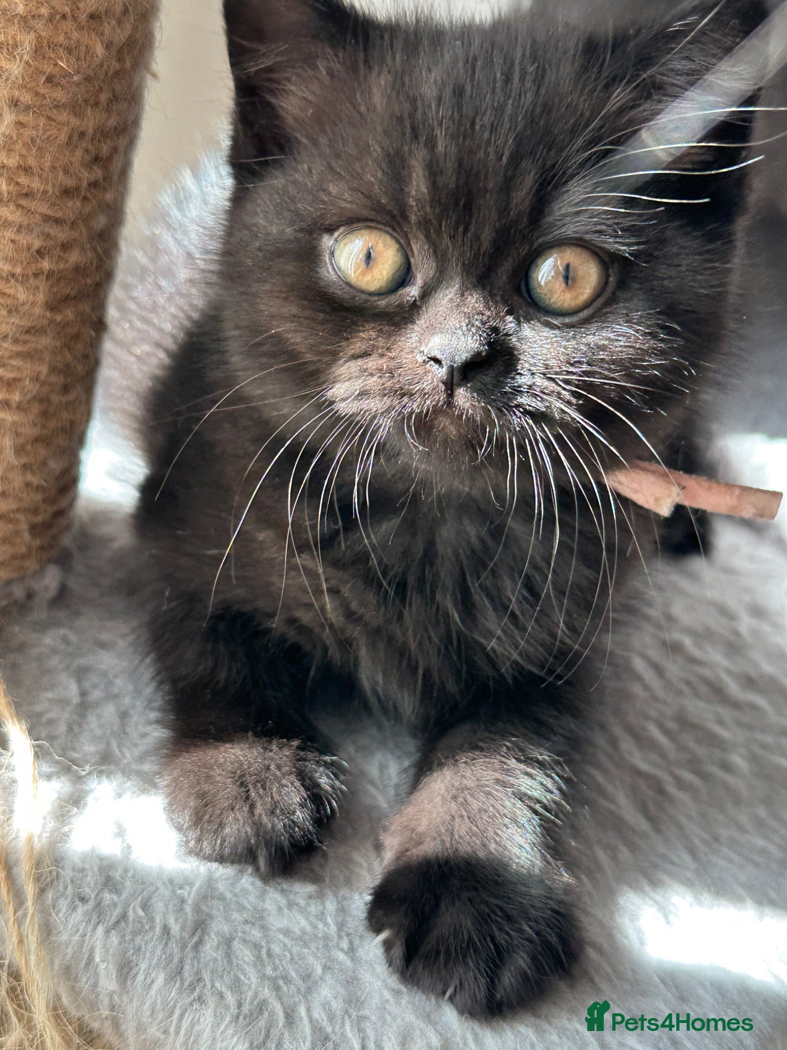 British Shorthair cats Bagira – Gorgeous Black British Shorthair Kitten❤️ - Advert 2