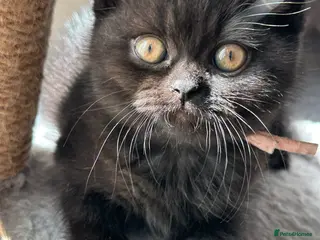 British Shorthair cats Bagira – Gorgeous Black British Shorthair Kitten❤️ - Advert 2