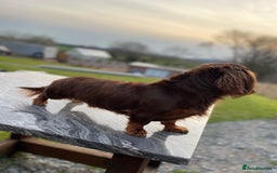 Miniature Dachshund dogs for stud: Choc & Tan LONGHAIR Mini Dachshund STUD PRINCETON - Image 4
