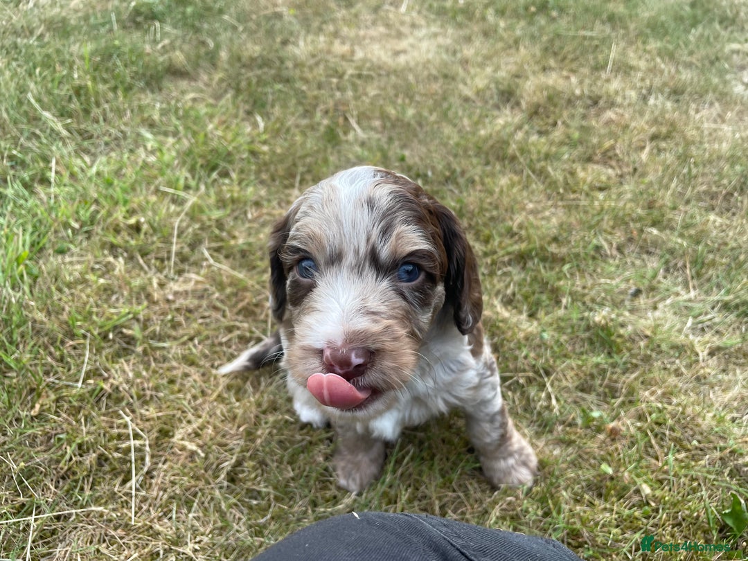 Sproodle dogs for sale: Sproodle Puppy 3 - 💥 Rare Gorgeous Chocolate Merle Sproodles 🐶 - Image 33