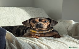 Mixed Breed dogs for sale: Beautifull Dachshund cross English bull dog  - Image 6