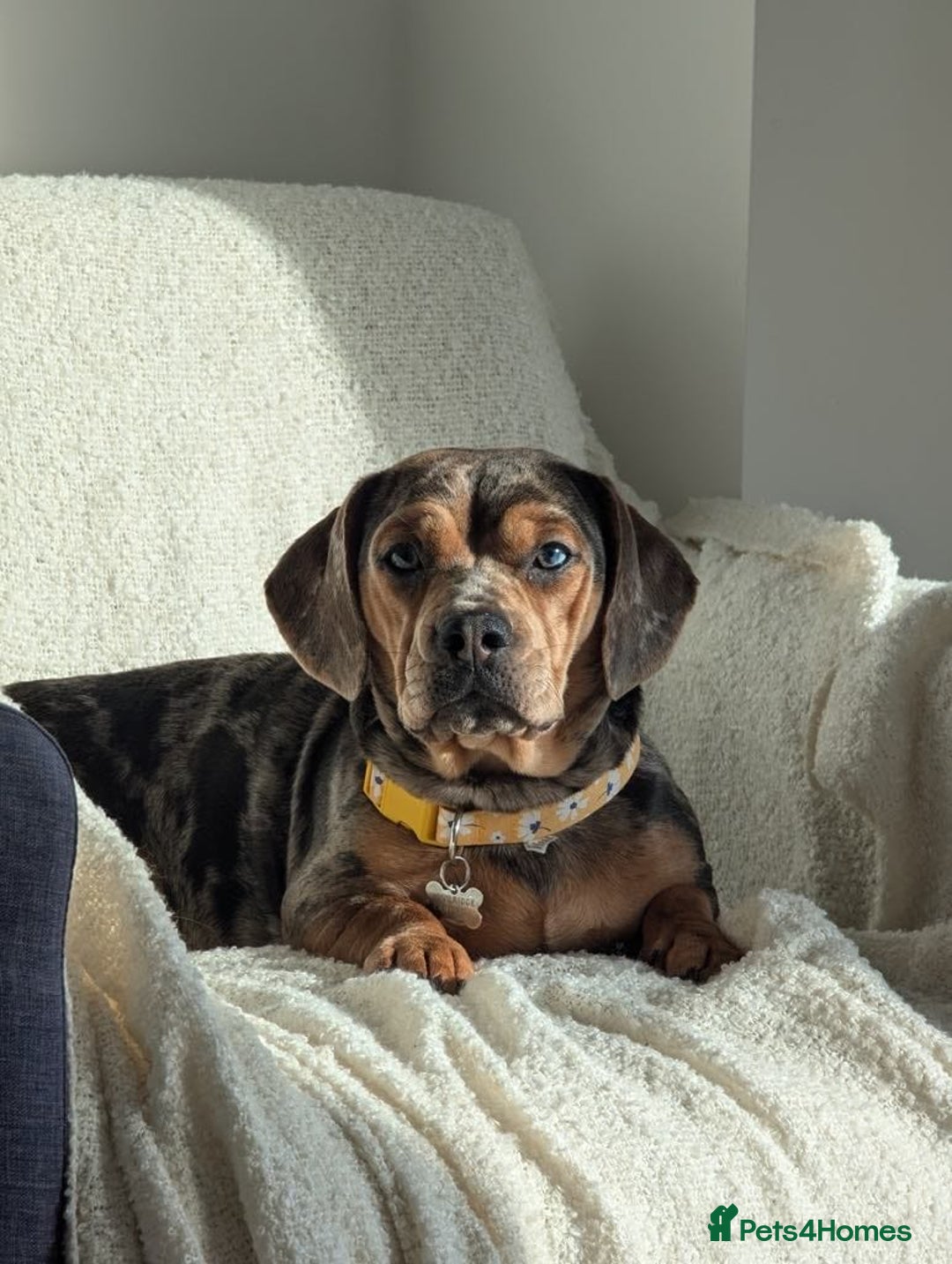 Mixed Breed dogs for sale: Beautifull Dachshund cross English bull dog  - Image 6