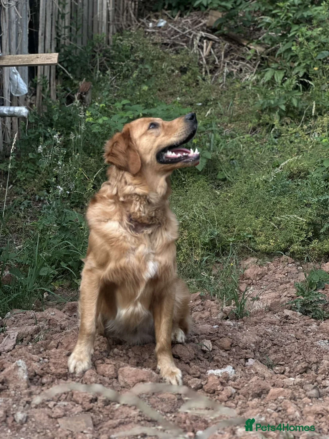 Golden Retriever dogs for stud: PROVEN Big Boned KC Golden Retriever Stud - Advert 10