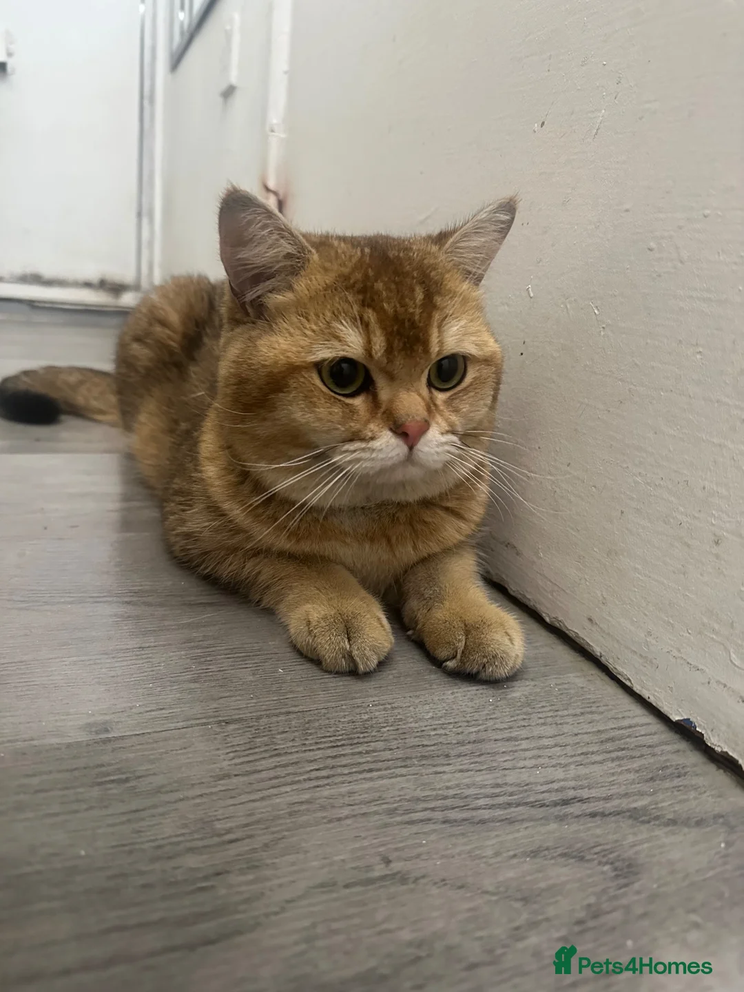 British Shorthair cats for stud: Stud BSH  - Advert 2