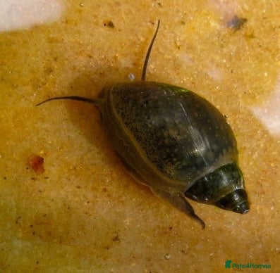 Snails invertebrates Aquarium snails  - Advert 2