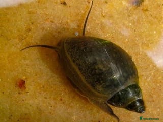 Snails invertebrates Aquarium snails - Advert 8