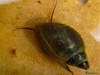 Snails invertebrates Aquarium snails - Advert 9
