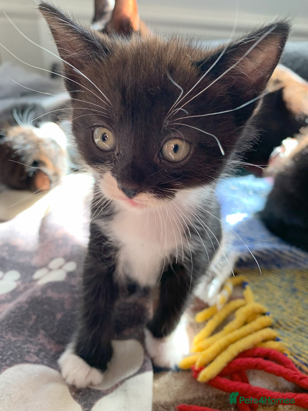Domestic Shorthair cats for sale: Kittens - 2 boys and 3 girls - Image 4