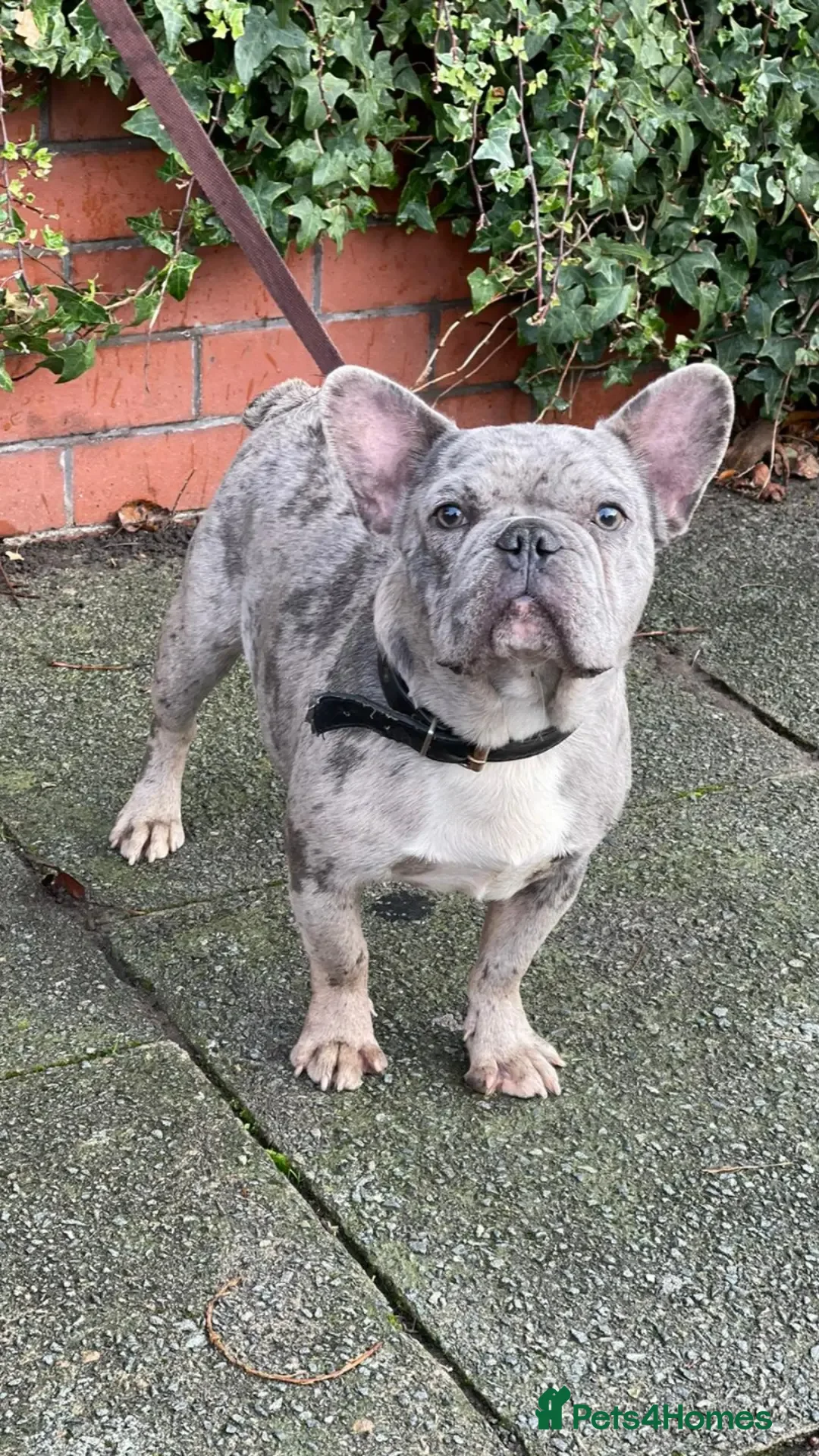 French Bulldog dogs Proven blue merle stud available  - Advert 23