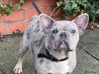French Bulldog dogs in Blackpool - Advert 3
