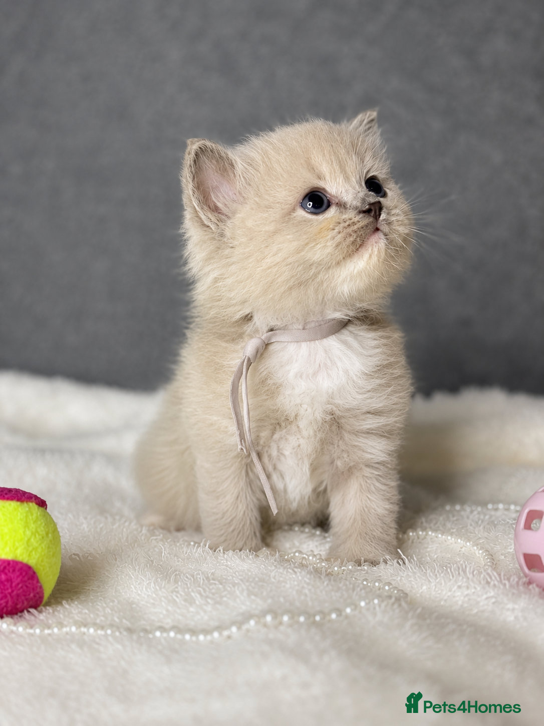 Ragdoll cats Beautiful Blue point and mink ragdolls  - Advert 1