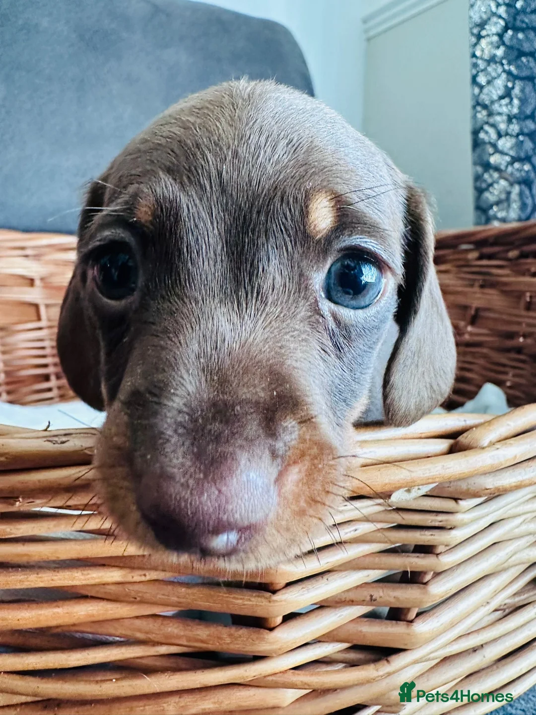 Miniature Dachshund dogs for sale: Miniature dapple dachshund puppies  - Advert 8