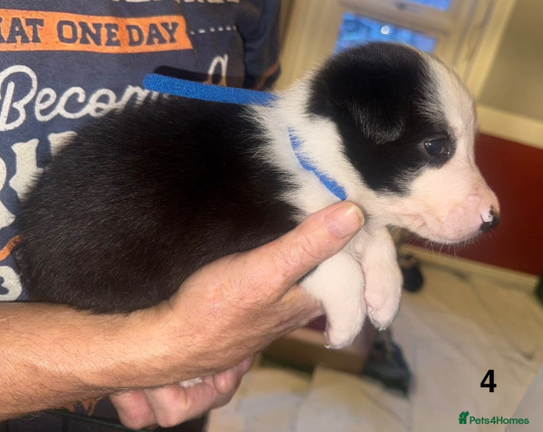 Border Collie dogs for sale: Beautiful border collie pups - Advert 13