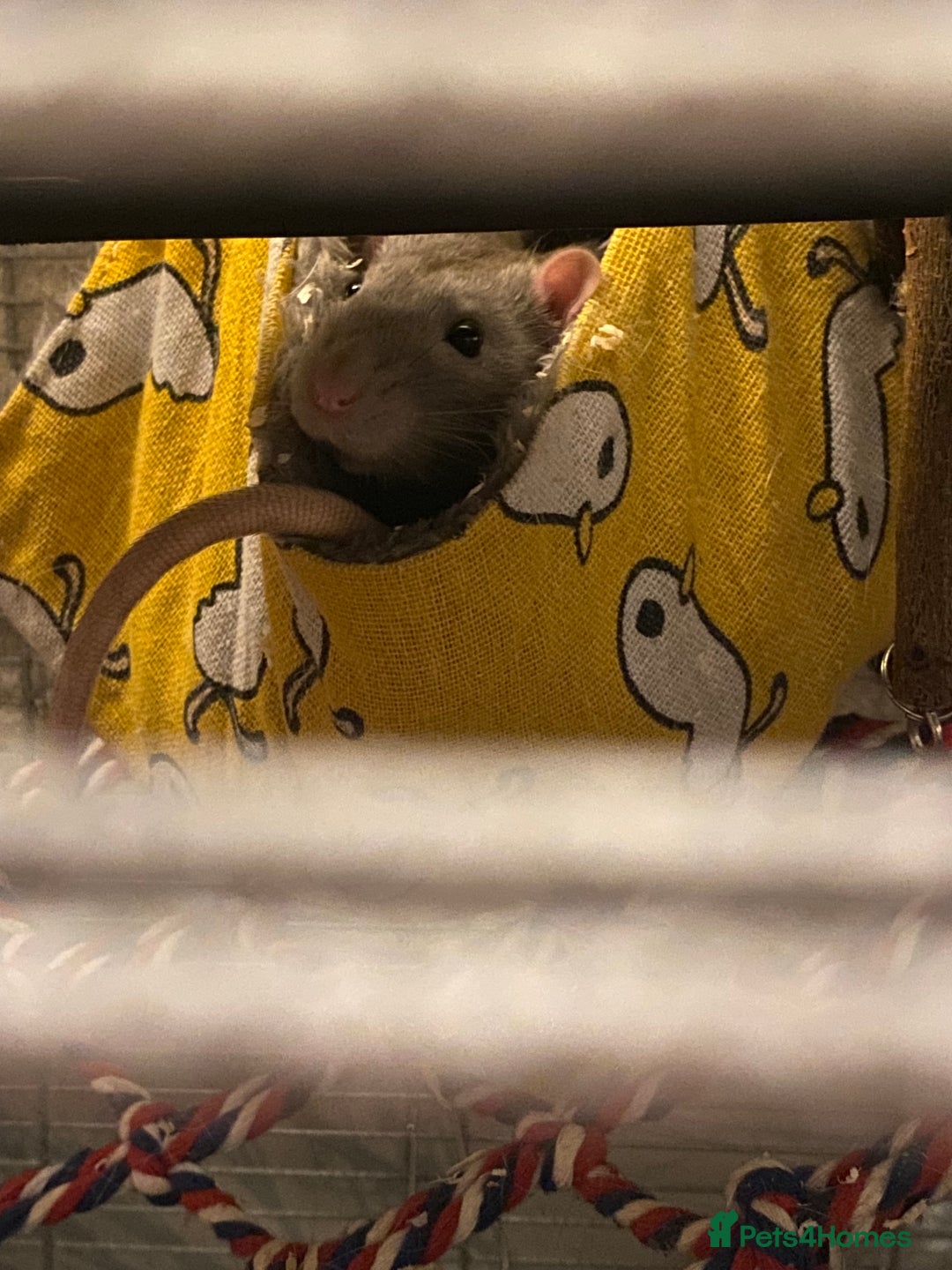 Rat rodents for sale: 2 friendly male rats  - Image 10