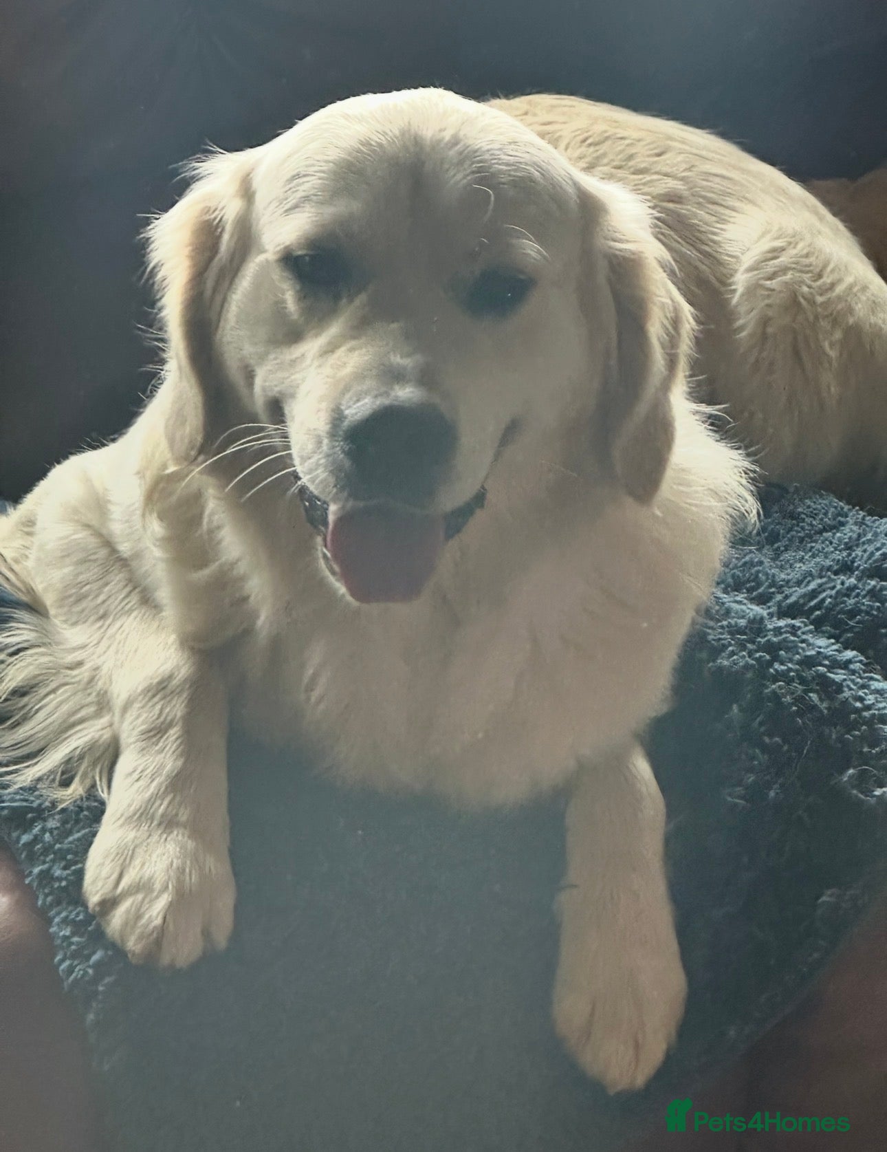 Golden Retriever dogs Kc golden retriever puppies,health tested parents  - Advert 2