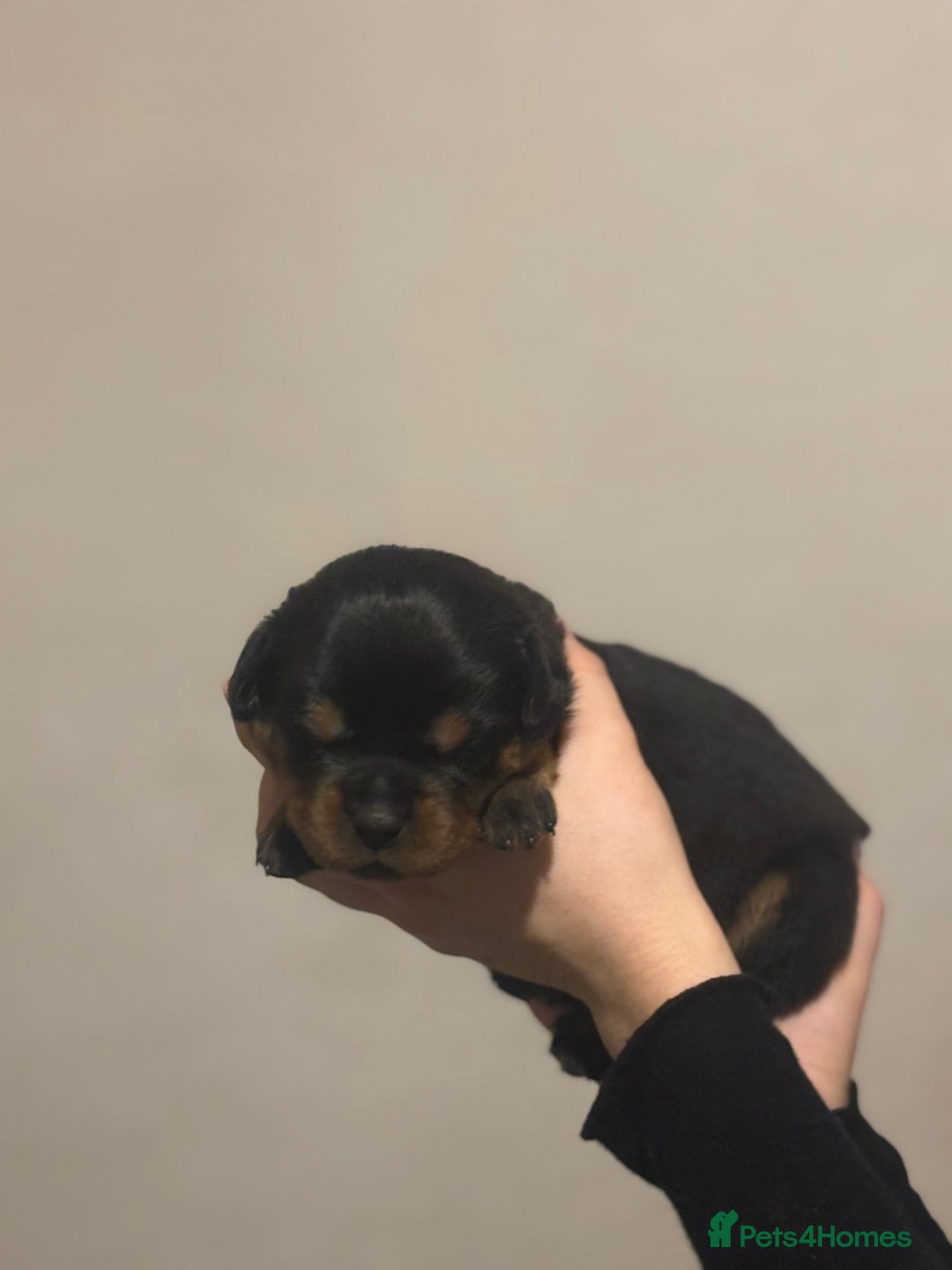 Rottweiler dogs for sale: Rottweiler puppies - Image 4