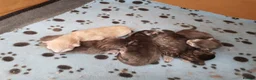 Maine Coon cats for sale: Beautiful Maine coons  - Advert 4