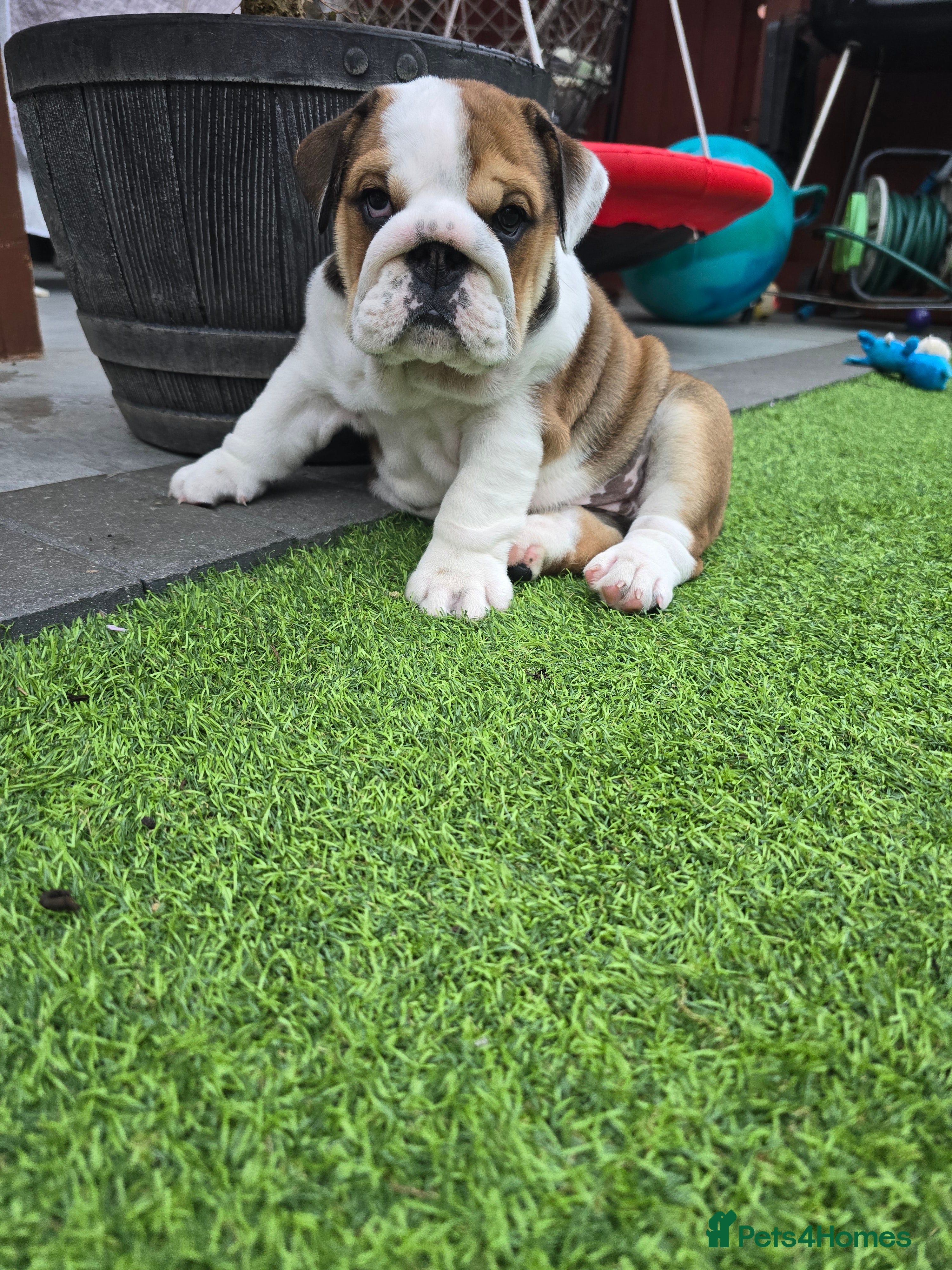 English Bulldog dogs 🐾 Last girl available  ready Thursday 🥰 - Advert 2