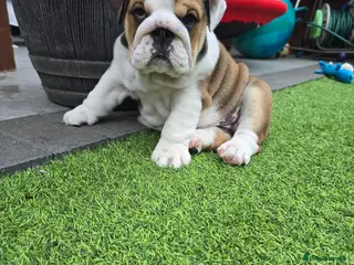 English Bulldog dogs 🐾 Last girl available ready Thursday 🥰 - Advert 2