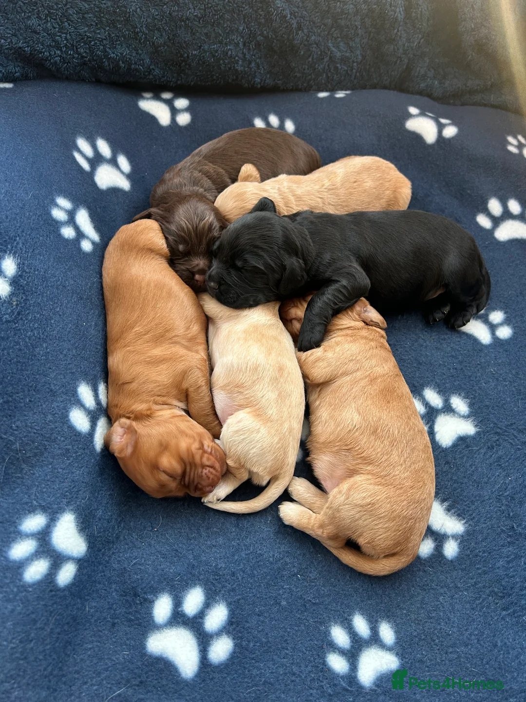 Cocker Spaniel dogs for sale:  Ready now!1 Boy left! KC Working Cocker Spaniels  - Advert 8