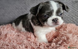 French Bulldog dogs for sale: Beautiful Fluffy French bulldogs - Image 3