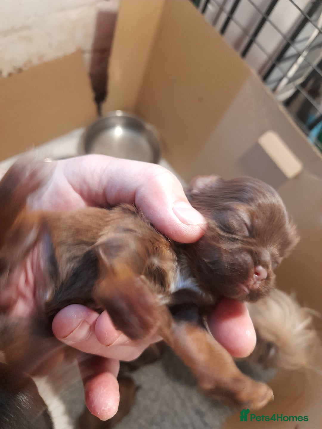 Malshi dogs for sale: Malshi - Advert 30