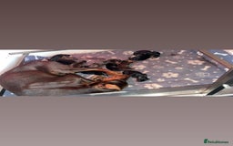 Dobermann dogs for sale: Doberman puppies  - Image 16