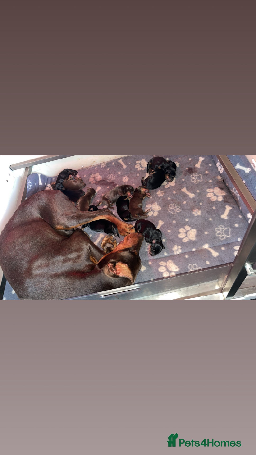 Dobermann dogs for sale: Doberman puppies  - Image 16