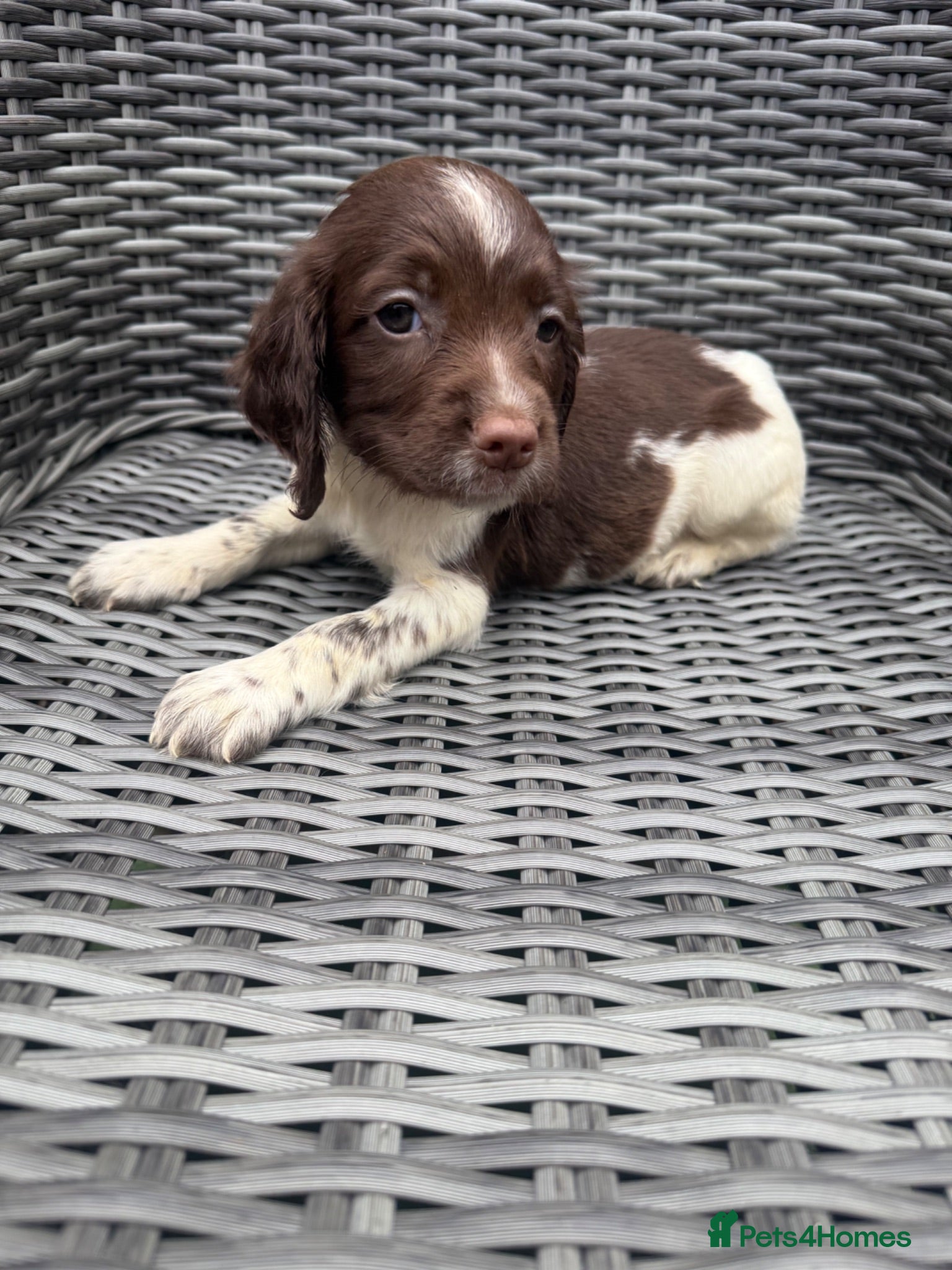 English Springer Spaniel dogs 🐶 KC REG GIRL,  READY THIS FRIDAY 🐶 - Advert 1
