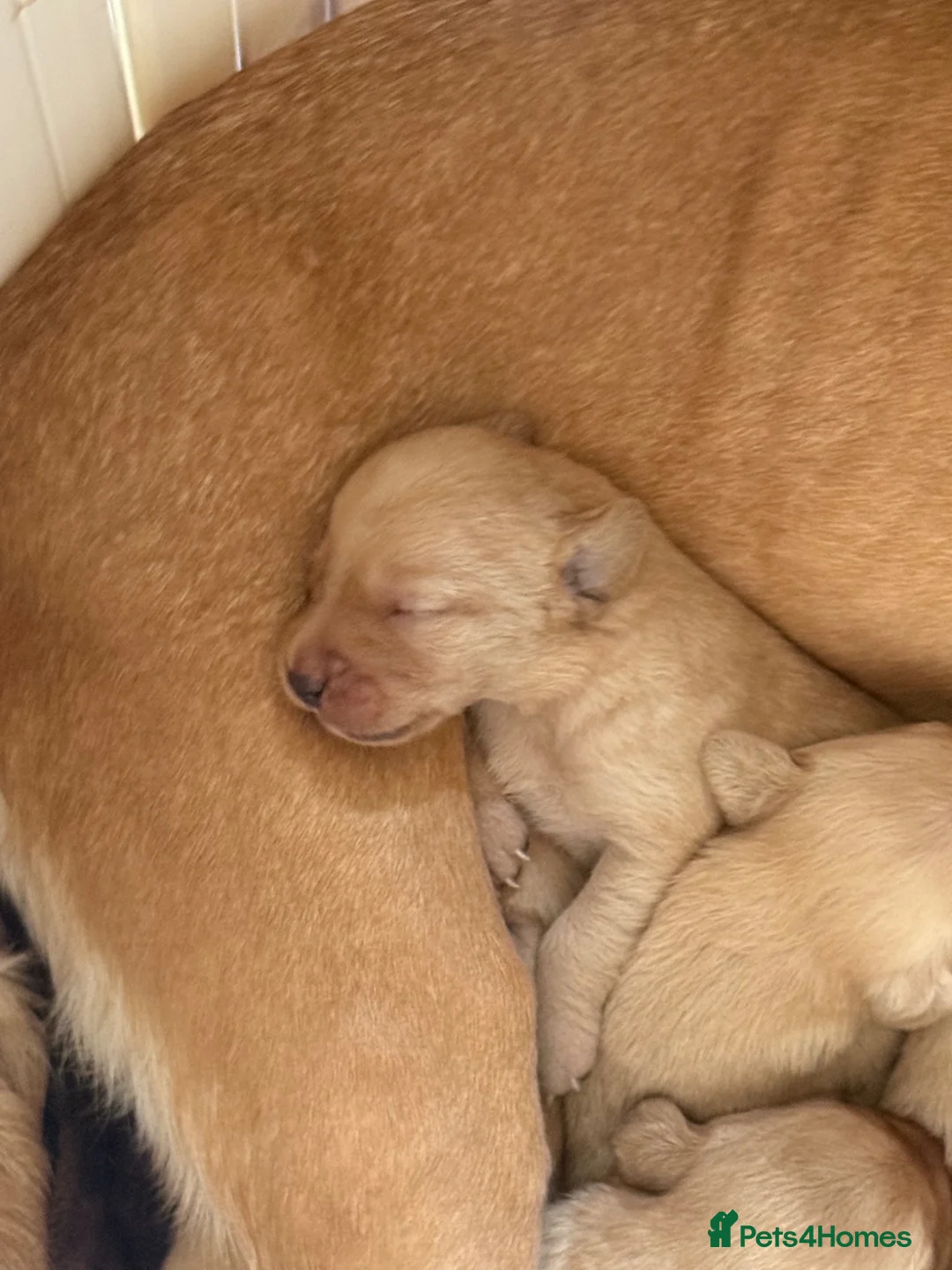 Labrador Retriever dogs for sale: KC registered Labradors  in Ferryhill - Advert 15