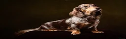 Miniature Dachshund dogs for sale: KC Chocolate & Tan Long Haired Miniature Dachshund - Advert 3