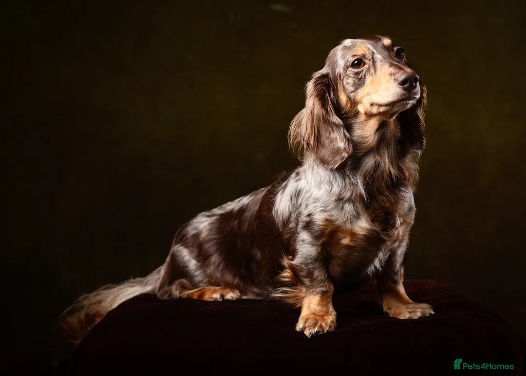 Miniature Dachshund dogs for sale: KC Chocolate & Tan Long Haired Miniature Dachshund - Advert 3