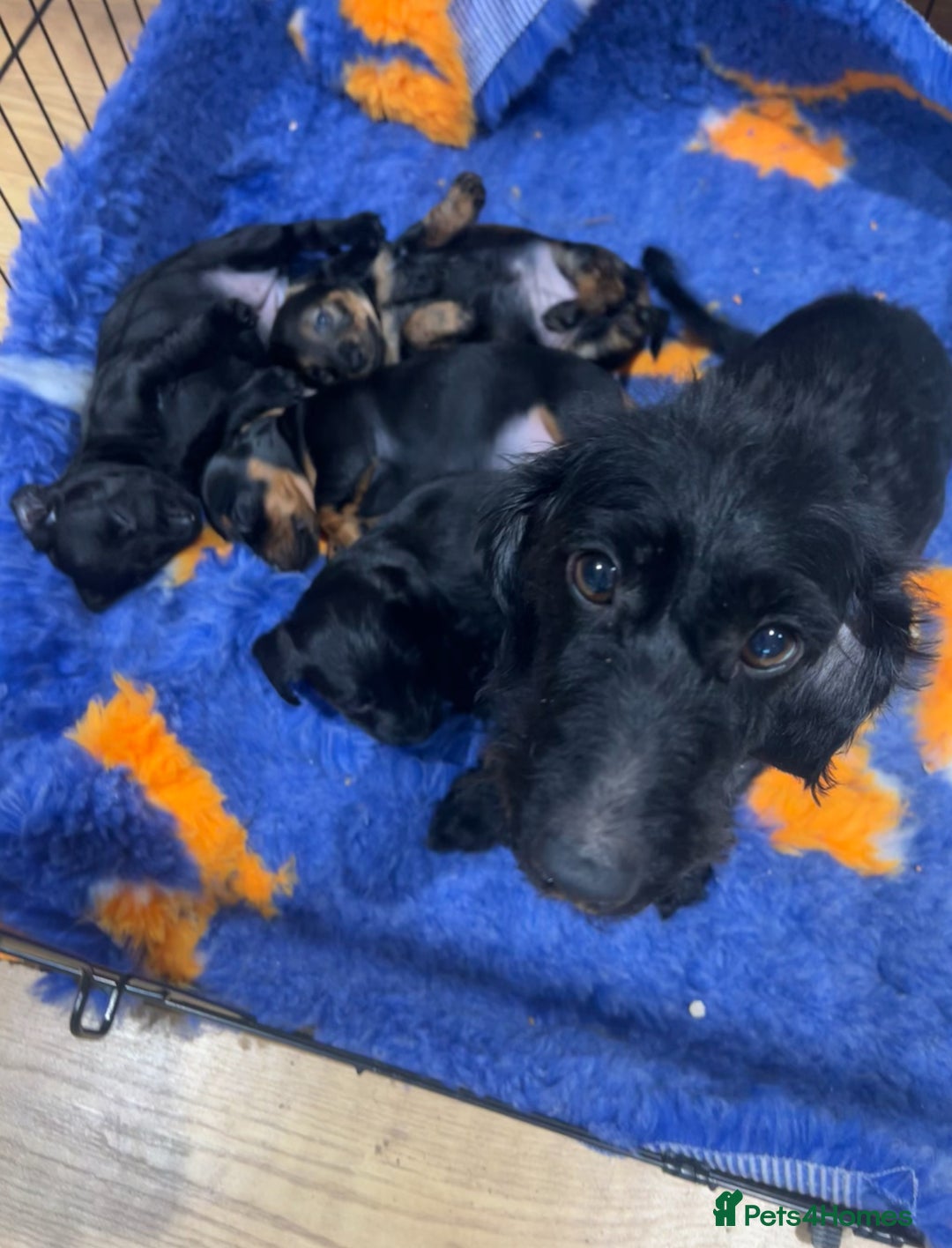 Miniature Dachshund dogs for sale: **Exceptionally well Raised Miniature Dachshunds** - Advert 3